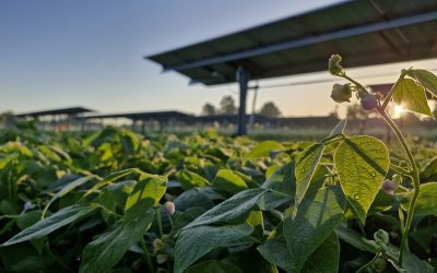 Terr’Arbouts : Les agriculteurs PATAV et GLHD prennent acte d’une décision ciblée concernant 2 permis sur les 53 délivrés