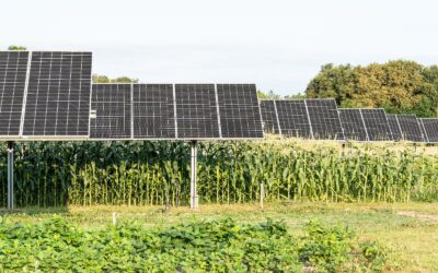 Le projet agrivoltaïque Terr’Arbouts autorisé